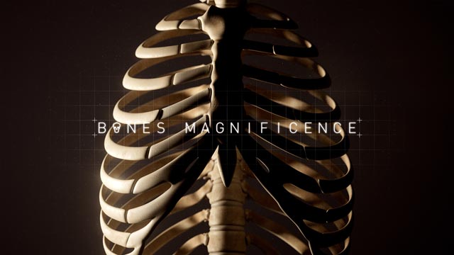 Read more about the article Bones Magnificence – Movie Title